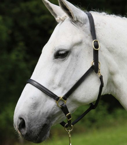Waldhausen Star Robust bőr kötőfék - Cob