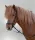Waldhausen Hannover Star kantár - Cob