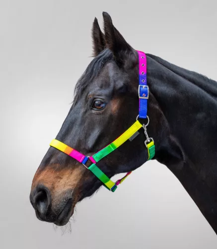 Waldhausen Rainbow kötőfék - Full