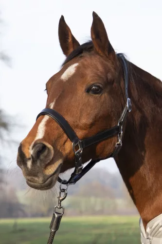 HKM bőr kötőfék - fekete, full