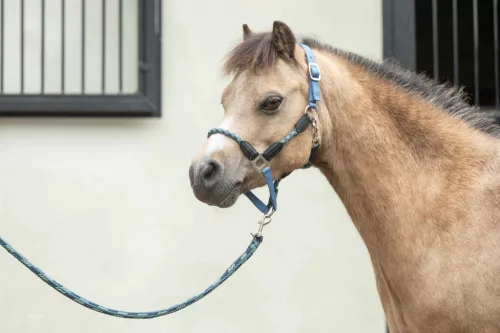 HKM kötőfék világoskék, póni