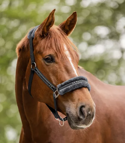 Waldhausen Elegant kötőfék - fekete, Full