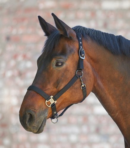 Waldhausen Gloomy kötőfék - fekete, Cob