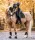 Waldhausen Comfort Dressage ínvédő
