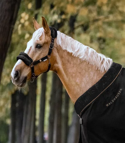 Waldhausen Modern Rosé kötőfék - fekete, Cob