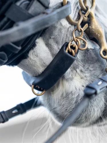 Curb Chain Guard Black