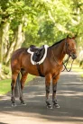 Merino+ ProSorb Hunter Saddle Pad White/White