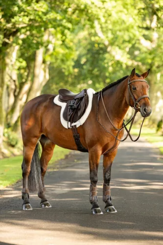 Merino+ ProSorb Hunter Saddle Pad White/White