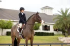 Merino+ Hunter Saddle Pad White/White