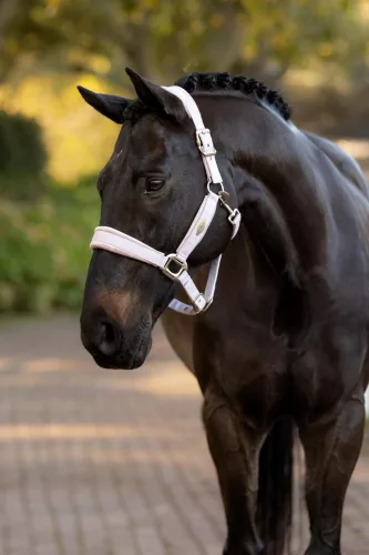 Versailles Headcollar Lilac