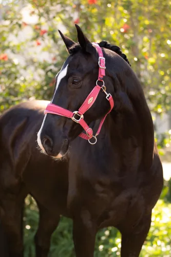 Versailles Headcollar Cranberry