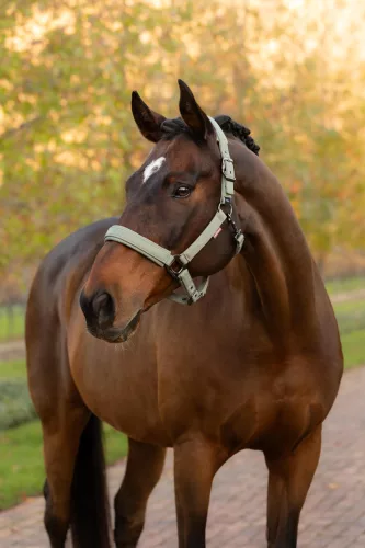 Essence Headcollar Rosemary