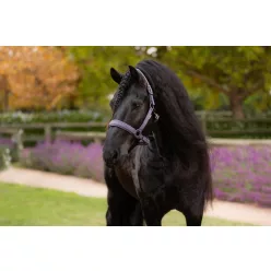 Essence Headcollar Juniper