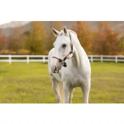 Ropella Headcollar Cranberry