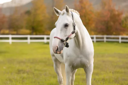 Ropella Headcollar Cranberry
