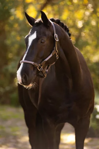 Ropella Headcollar Lilac