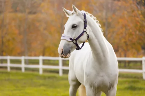 Vogue Headcollar & Leadrope Juniper