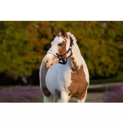 Mini Vogue Headcollar & Leadrope Juniper