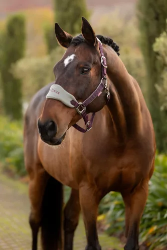 Vogue Headcollar & Leadrope Damson