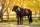 Loire Classic Dressage Square Cranberry
