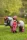 Toy Rider Outfit Cranberry