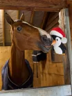 Horse Toy Penguin