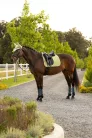 Air-Tek Mesh Dressage Square Macaron