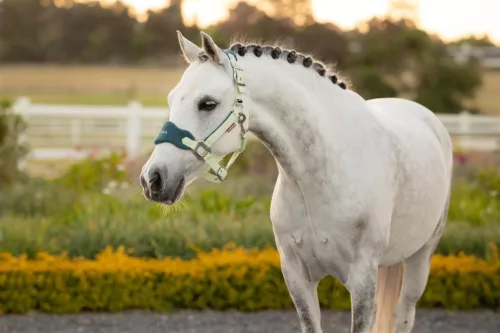 Mini Vogue Headcollar & Leadrope Macaron