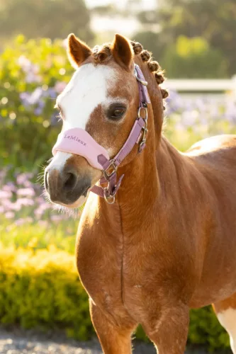 Mini Vogue Headcollar & Leadrope Mallow