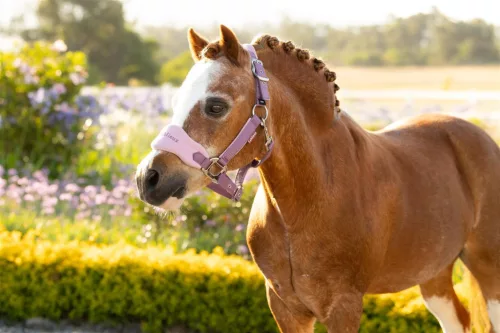 Mini Vogue Headcollar & Leadrope Mallow