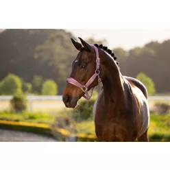 Versailles Headcollar Mallow