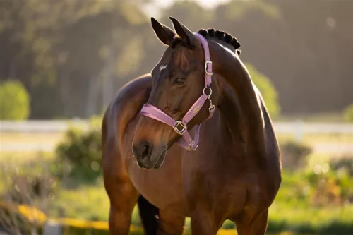 Versailles Headcollar Mallow