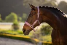 Versailles Headcollar Mallow