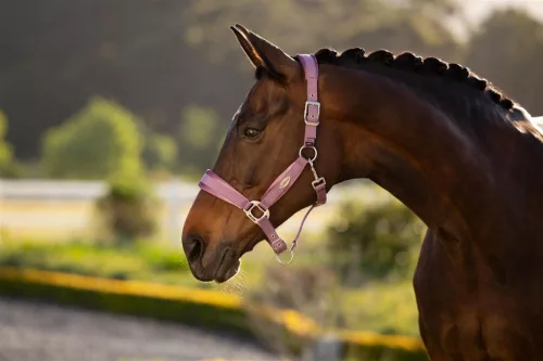 Versailles Headcollar Mallow