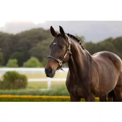 Rope Control Headcollar Pecan