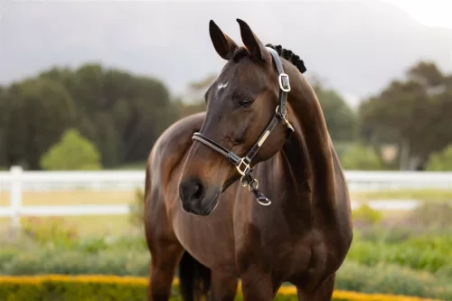 Rope Control Headcollar Pecan