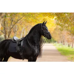 Essence Dressage Square Black