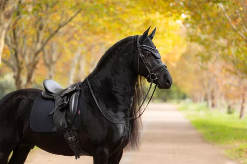 Essence Dressage Square Black