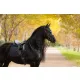 Essence Dressage Square Black