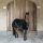 Kentucky Fur takaró - 145 cm