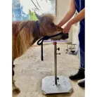 Denfinity | Head Stand