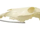 11s Handpiece - Concave