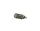 COMPACT - Occlusal Burr