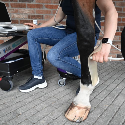 Flabbus Ultrasound Standoff