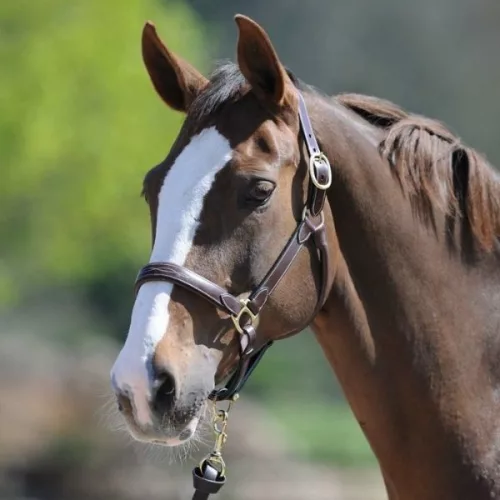 Ikonic bőr kötőfék- konyak, Cob