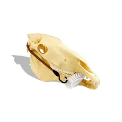 Incisor Speculum