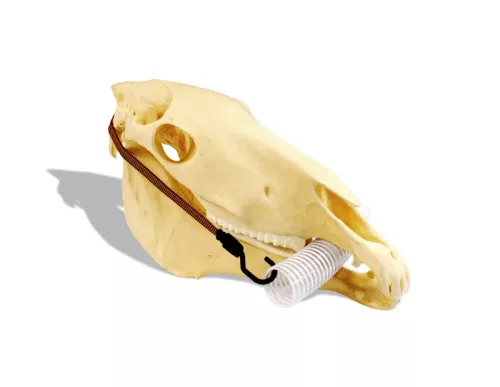 Incisor Speculum