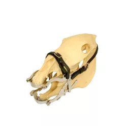 Standard Speculum