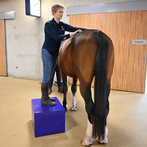 Physio & Chiro Block