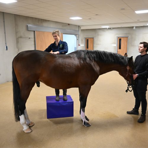 Physio & Chiro Block